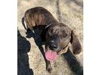 Adopt Star a Brindle - with White Plott Hound / Hound (Unknown Type) / Mixed dog
