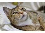 Adopt Carmen a Brown Tabby Domestic Shorthair / Mixed Breed (Medium) / Mixed