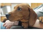 Adopt Clifford a Labrador Retriever / Hound (Unknown Type) dog in Lorain