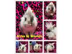 Adopt Einstein a Harlequin Lionhead / Mixed (medium coat) rabbit in Laurens