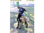 Adopt KELIAN a Brown/Chocolate Belgian Malinois / Mixed dog in Murfreesboro