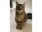 Adopt Freyja a Gray, Blue or Silver Tabby Tabby (short coat) cat in Marion