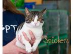 Adopt Snickers a Gray, Blue or Silver Tabby Domestic Shorthair (short coat) cat