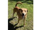 Adopt Crash Bandicoot a Red/Golden/Orange/Chestnut - with White Carolina Dog /