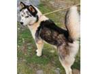 Adopt Jigsaw a Black - with White Husky / Mixed dog in newfoundland