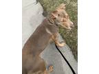 Adopt Ken a Brown/Chocolate - with White American Pit Bull Terrier / American