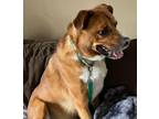 Adopt Hemi a Brown/Chocolate German Shepherd Dog / Retriever (Unknown Type) /