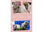 Adopt George and Cali a Multi Lop-Eared / Mixed (medium coat) rabbit in Laurens