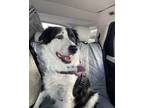 Adopt Sophie a Border Collie / Mixed dog in Waxhaw, NC (41043498)
