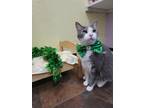 Adopt Mickey / Minnie a Domestic Shorthair / Mixed (short coat) cat in