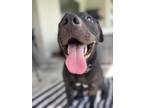 Adopt Perfect gentleman!!! a Black - with White American Pit Bull Terrier /