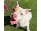 Adopt The Hound a American Pit Bull Terrier / Mixed dog in Fort Worth
