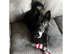 Adopt Bella (small dog) a Black Australian Kelpie dog in Dallas, TX (40525007)