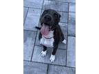 Adopt Lucy a Gray/Silver/Salt & Pepper - with White Labrador Retriever / Pointer