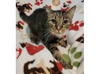 Adopt Little Boots a Brown Tabby Domestic Shorthair (short coat) cat in Tucson