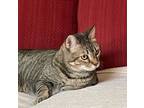 Adopt Java a Brown Tabby Domestic Shorthair / Mixed cat in Green Valley
