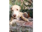 Adopt Jesse a Labrador Retriever / Mixed Breed (Medium) dog in Houston