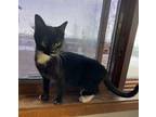 Penny Domestic Shorthair Kitten Female