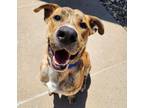 Adopt Tiger a Pit Bull Terrier / Boxer / Mixed dog in Sioux City, IA (40840267)