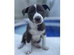 Adopt Cash a Brown/Chocolate - with White Border Terrier / Mixed dog in Fairfax