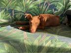Adopt Amber a Red/Golden/Orange/Chestnut Miniature Dachshund / Mixed dog in