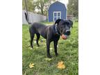 Adopt Adalynn a Black Labrador Retriever / Mixed dog in Niagara Falls