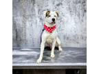 Adopt Clyde a American Pit Bull Terrier / Mixed Breed (Medium) / Mixed dog in