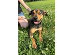 Adopt Paprika a Rottweiler / Mixed Breed (Medium) / Mixed dog in Carthage