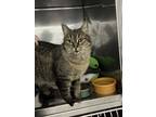 Adopt Echo a Brown Tabby Domestic Shorthair (short coat) cat in Byron Center