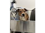 Adopt Savannah a American Pit Bull Terrier / Mixed dog in Grand Rapids