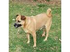 Adopt Cello a Tan/Yellow/Fawn - with Black Pug / German Shepherd Dog / Mixed dog