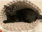 Adopt Bagheera a Black (Mostly) Bombay cat in St. Petersburg, FL (41042255)