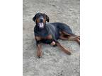 Adopt Raven a Black - with Tan, Yellow or Fawn Doberman Pinscher / Mixed dog in