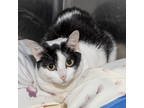 Adopt Pinto a All Black Domestic Shorthair / Mixed Breed (Medium) / Mixed (short