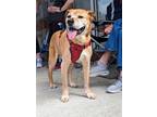 Adopt Lucy a Tan/Yellow/Fawn Boxer / Labrador Retriever / Mixed dog in Auburn