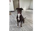 Adopt Sylvia a Brown/Chocolate Doberman Pinscher / Mixed Breed (Medium) / Mixed