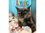 Adopt Living Single a All Black Domestic Shorthair / Mixed Breed (Medium) /