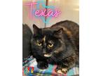 Adopt Texas a All Black Domestic Shorthair / Mixed Breed (Medium) / Mixed (short