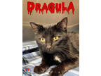 Adopt Dragula a All Black Domestic Shorthair / Mixed Breed (Medium) / Mixed