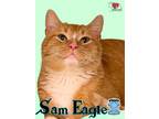 Adopt Sam Eagle a Orange or Red Domestic Shorthair / Mixed Breed (Medium) /