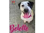 Adopt Belette a White Australian Cattle Dog / Mixed Breed (Medium) / Mixed