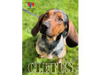 Adopt Cletus a Brown/Chocolate Hound (Unknown Type) / Mixed Breed (Medium) /