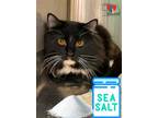 Adopt Sea Salt a All Black Domestic Longhair / Mixed Breed (Medium) / Mixed