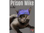 Adopt Prison Mike a All Black Domestic Shorthair / Mixed Breed (Medium) / Mixed
