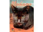 Adopt Madison a All Black Domestic Shorthair / Mixed Breed (Medium) / Mixed