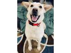 Adopt Tucker a Tan/Yellow/Fawn Labrador Retriever / Husky / Mixed dog in