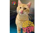 Adopt Scuba Steve a Orange or Red Domestic Shorthair / Mixed Breed (Medium) /