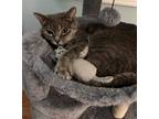 Adopt Mama Mo a Gray or Blue American Shorthair / Mixed (short coat) cat in