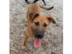 Adopt Max a Australian Cattle Dog / Mixed dog in Batesville, AR (40852490)