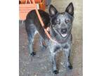 Adopt Azula a Gray/Blue/Silver/Salt & Pepper Australian Cattle Dog / Mixed dog